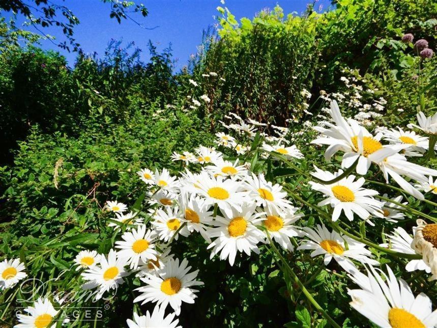 Whispering Pines Cottage Swyre 외부 사진